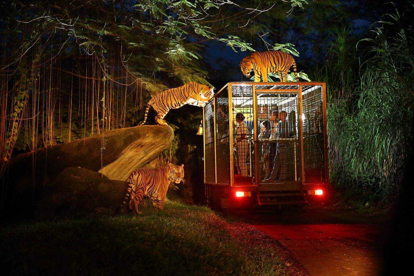 Night Safari (Adult) - Domestic